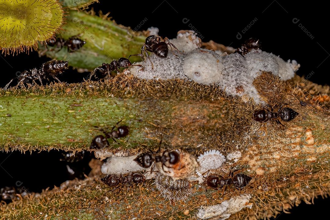 Formigas coquetel fêmeas adultas do gênero Crematogaster com pequenos insetos cochonilhas da família Pseudococcidae