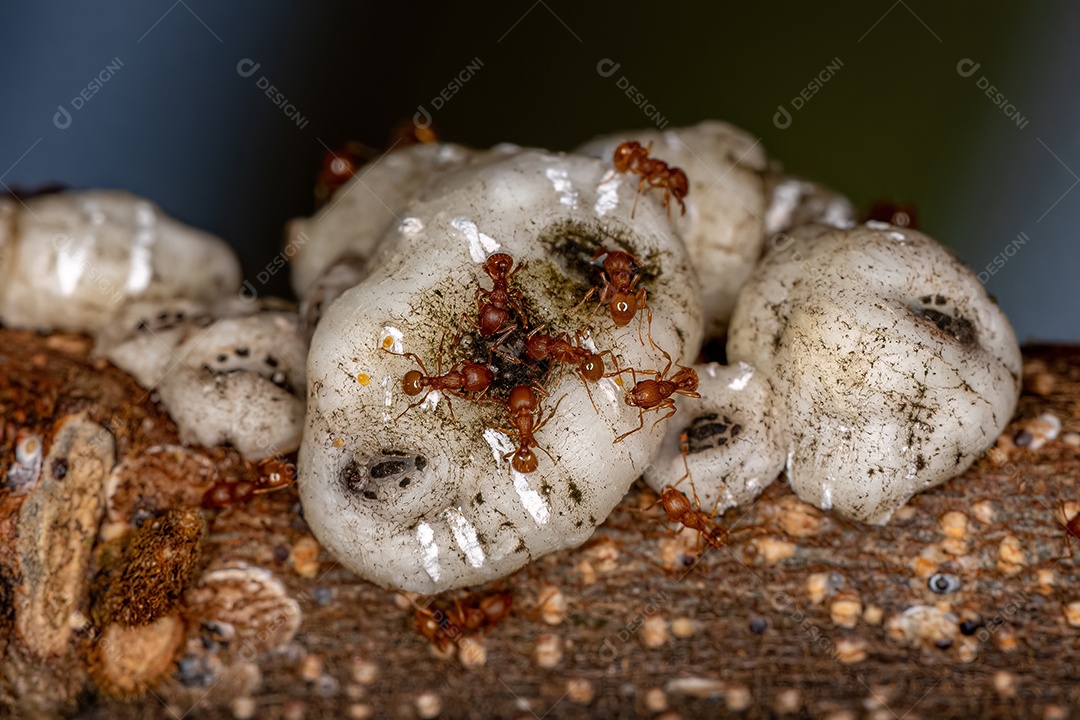 Formigas mirmicinas superiores adultas do gênero Wasmannia