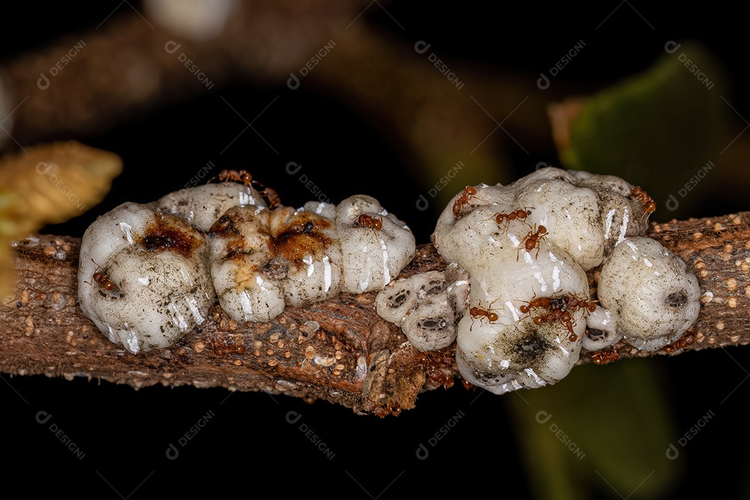 Formigas mirmicinas superiores adultas do gênero Wasmannia