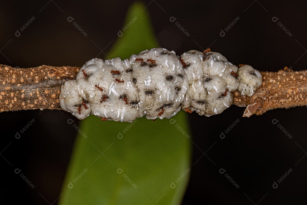 Formigas mirmicinas superiores adultas do gênero Wasmannia