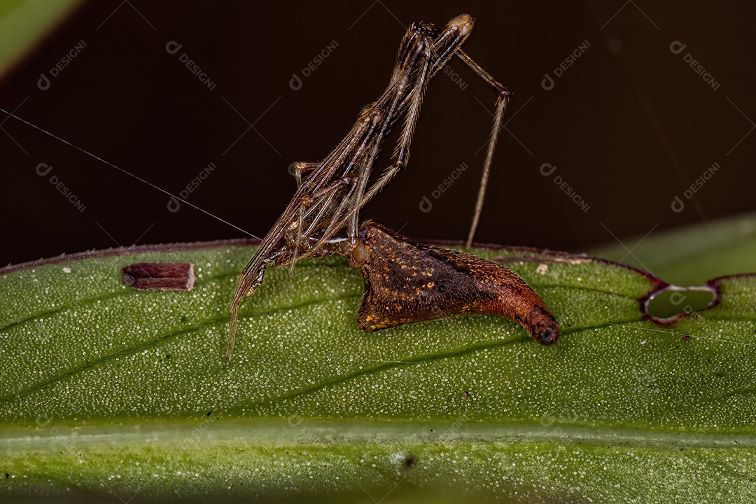 Aranha Ladra Esticada Adulta do Gênero Rhomphaea