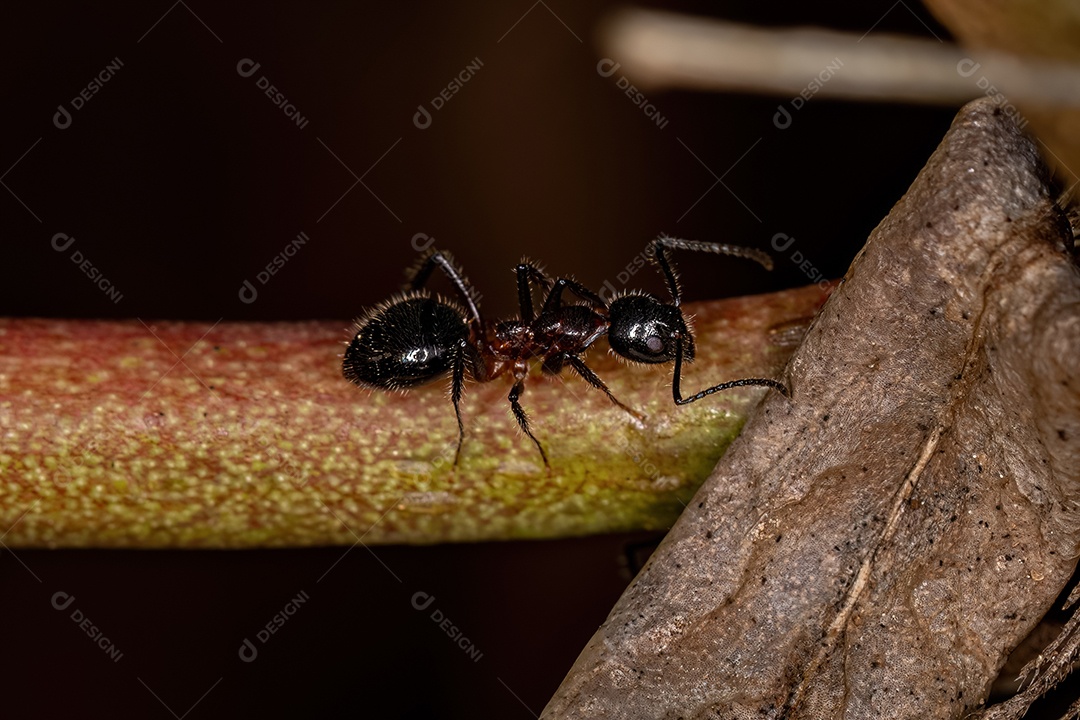 Formiga odorífera adulta do gênero Dolichoderus