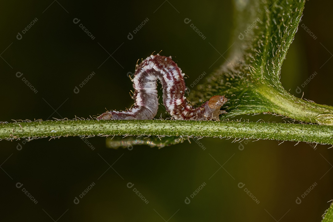 Pequena larva de mariposa da Ordem Lepidoptera