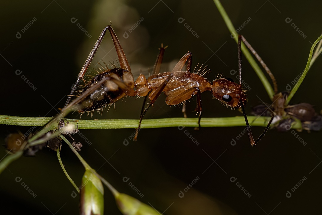 Formiga carpinteira fêmea adulta do gênero Camponotus