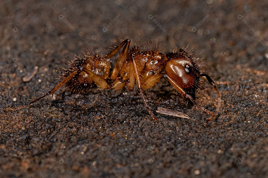 Formiga carpinteira fêmea adulta do gênero Camponotus