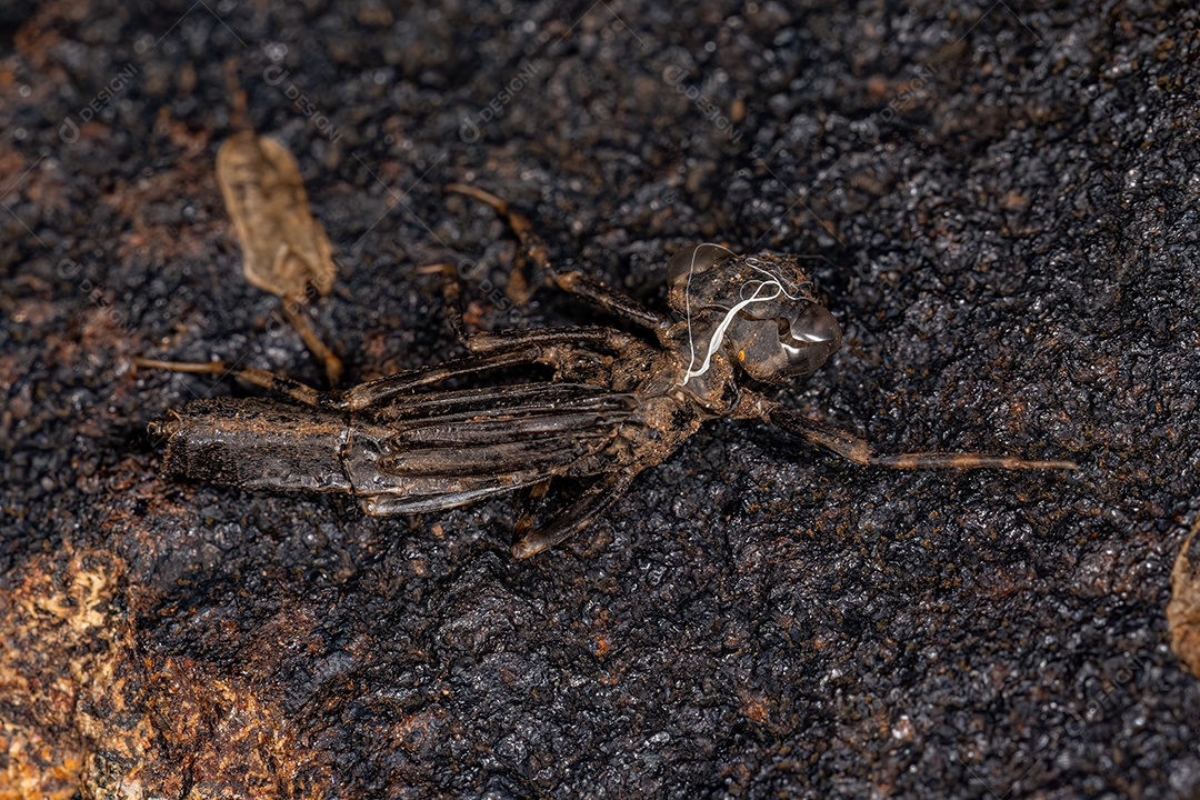 Pequena muda de inseto Dragonfy da ordem Odonata