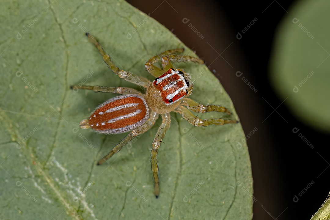 Pequena aranha saltadora fêmea do gênero Chira