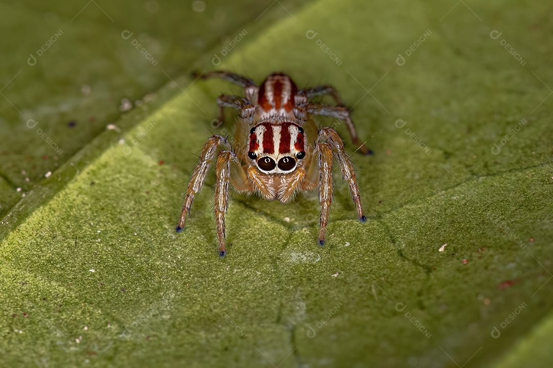 Pequena aranha saltadora fêmea do gênero Chira