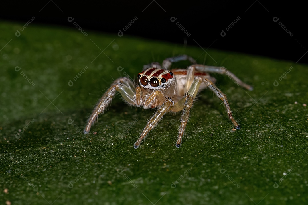 Pequena aranha saltadora fêmea do gênero Chira