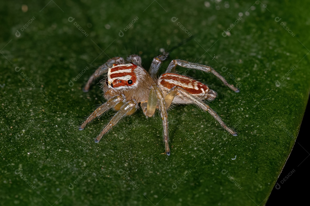 Pequena aranha saltadora fêmea do gênero Chira