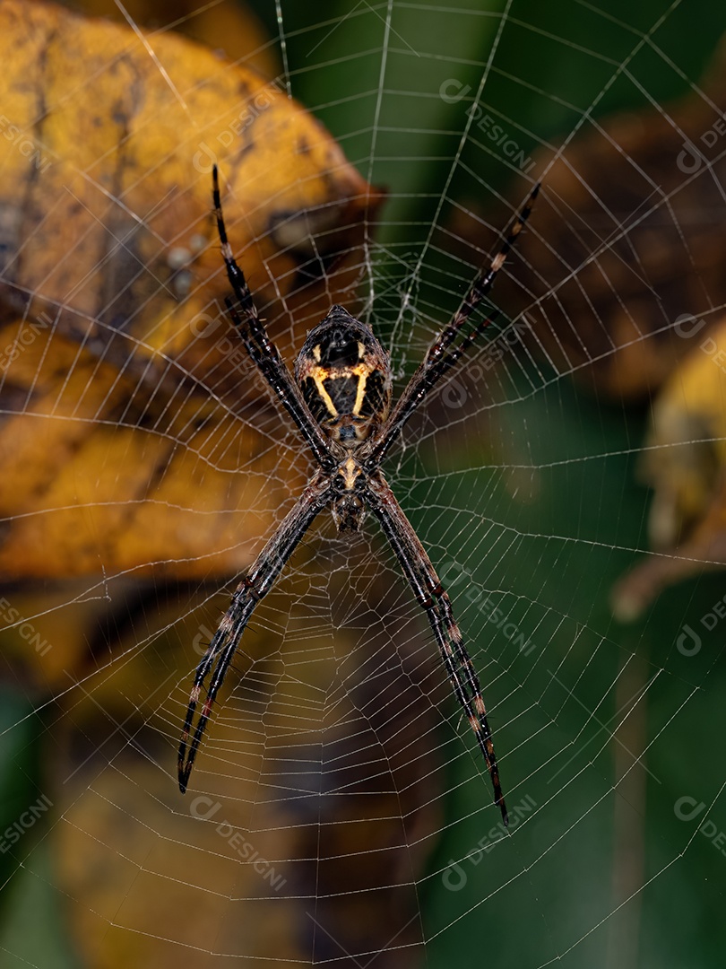 Fêmea adulta Orbweaver de jardim prateado da espécie Argiope argentata