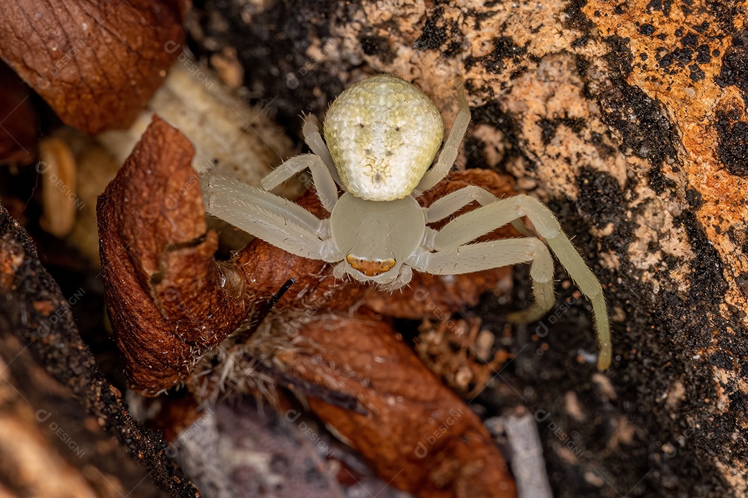 Aranha-caranguejo fêmea adulta da família Thomisidae