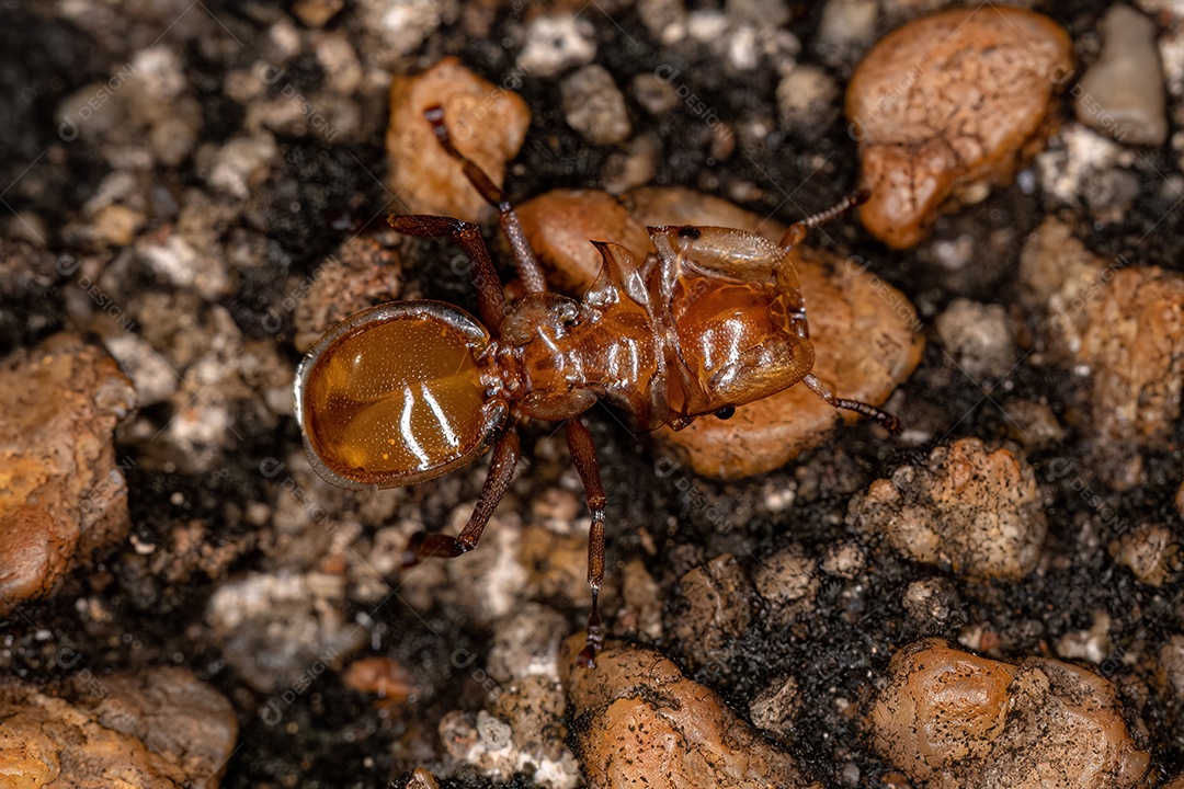 Formiga tartaruga amarela adulta do gênero Cephalotes