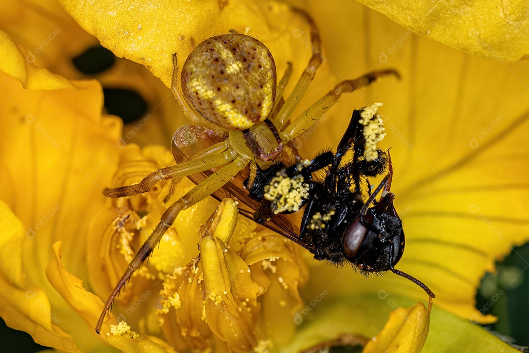 Aranha Caranguejeira Fêmea Pequena da Família Thomisidae atacando uma Abelha sem Ferrão adulta da Tribo Meliponini em uma flor amarela