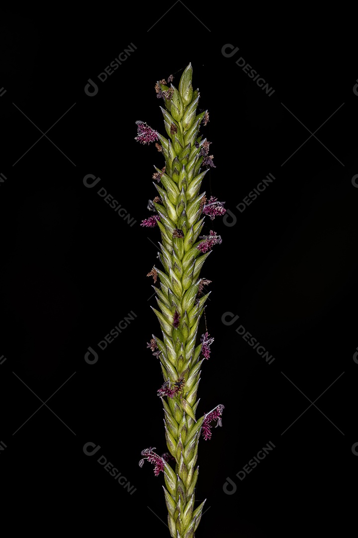 Flor de grama pequena da família Poaceae