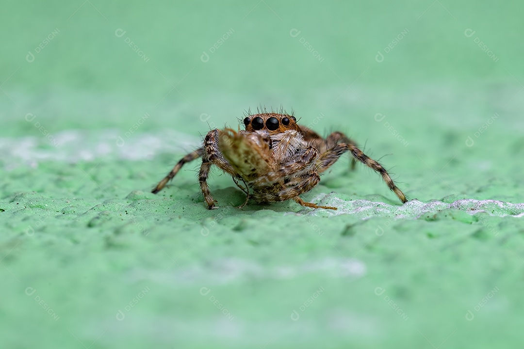 Pequena aranha saltadora de parede cinza da espécie Menemerus bivittatus atacando uma mariposa