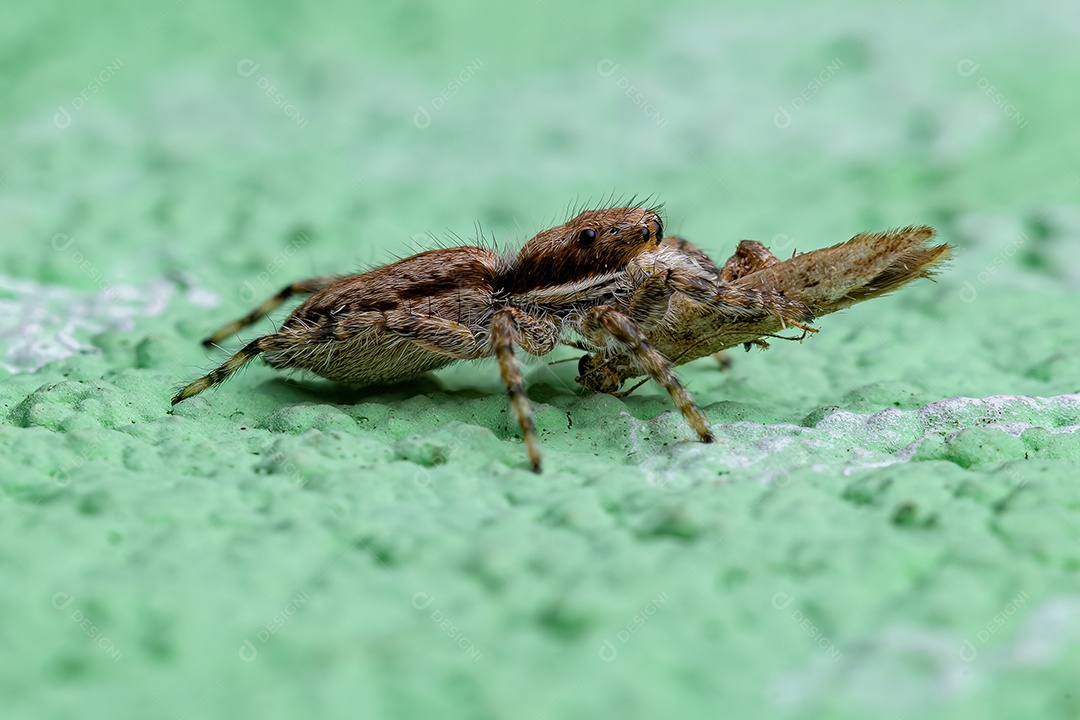 Pequena aranha saltadora de parede cinza da espécie Menemerus bivittatus atacando uma mariposa