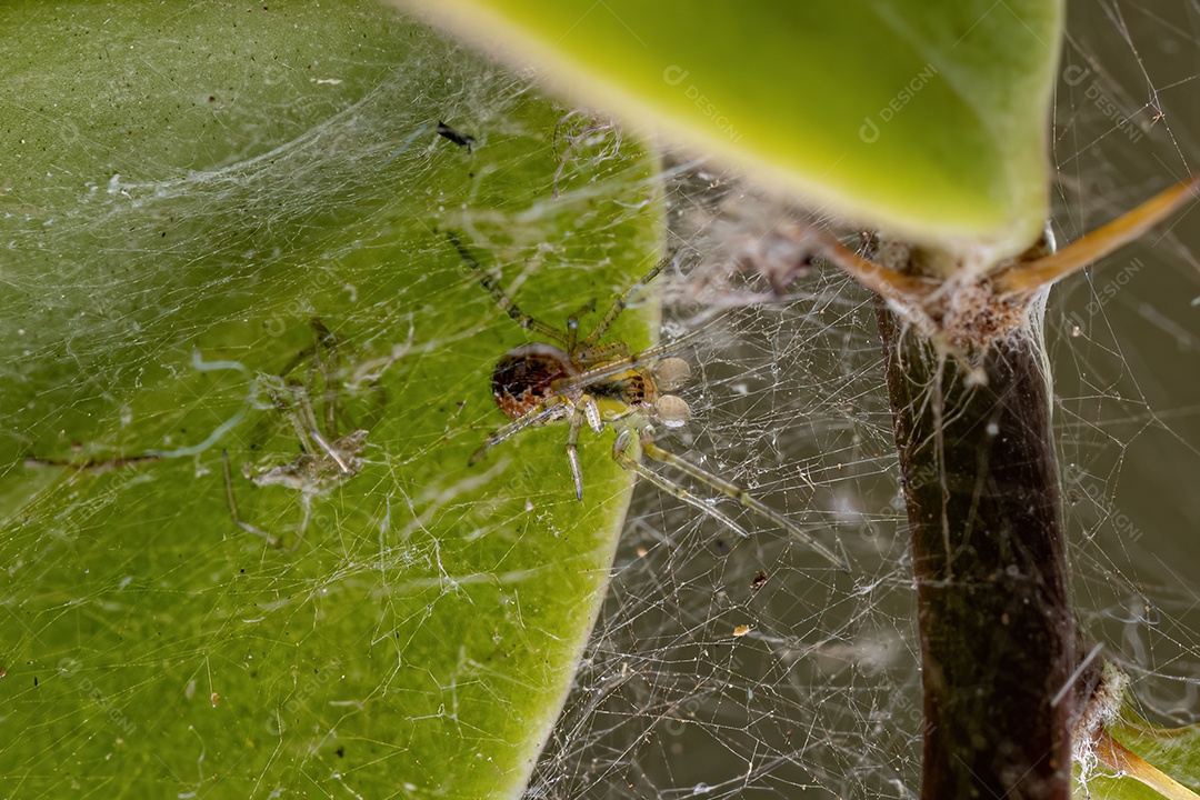 Aranha teia de aranha macho adulto da família Theridiidae