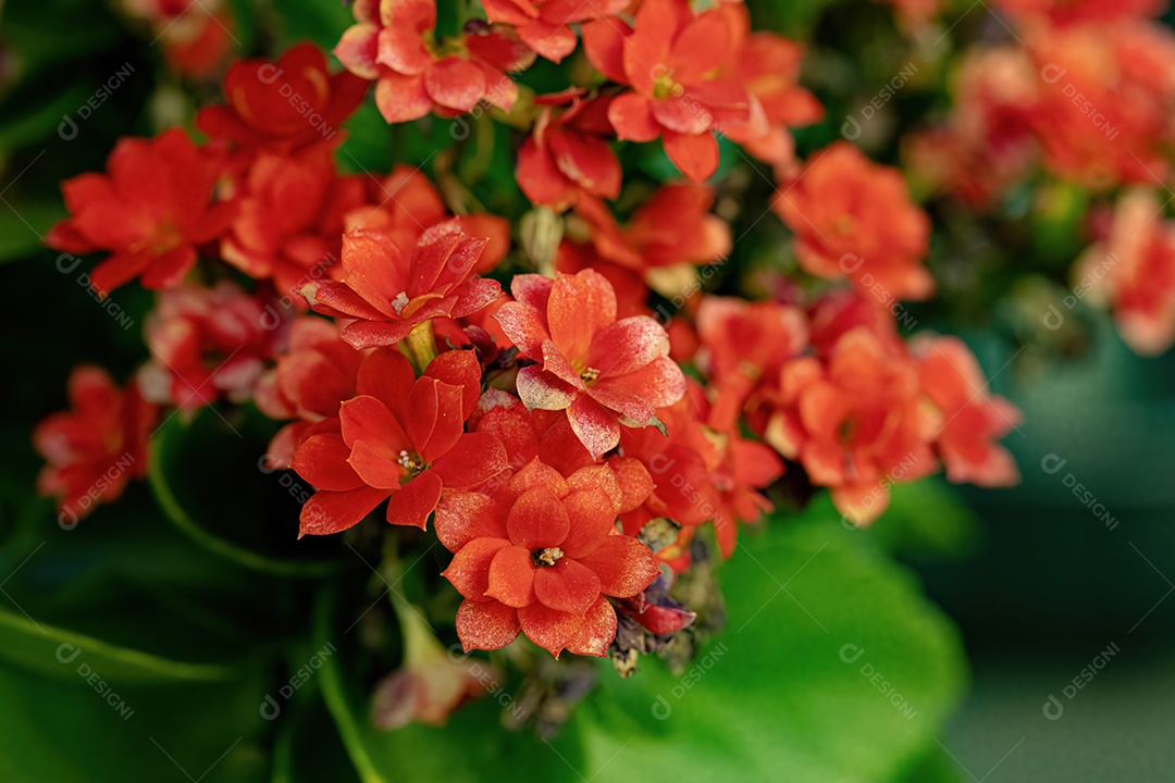 Flaming Katy Red Flower da espécie Kalanchoe blossfeldiana