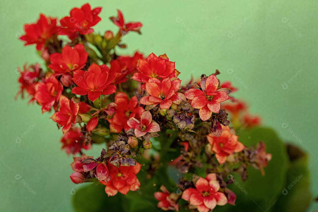 Flaming Katy Red Flower da espécie Kalanchoe blossfeldiana