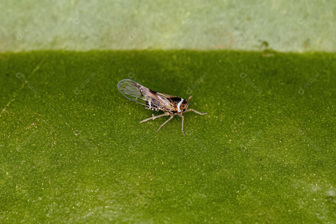 Inseto Cigarrinha Adulto da Superfamília Fulgoroidea