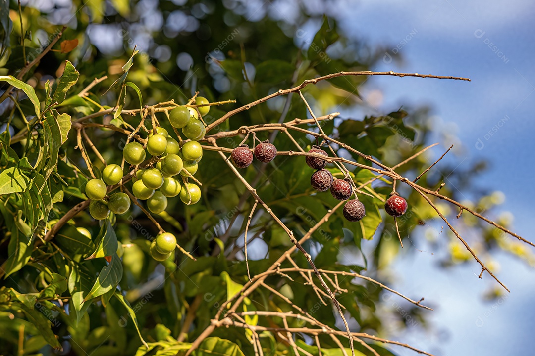 Wingleaf Soapberry Frutos da espécie Sapindus saponaria