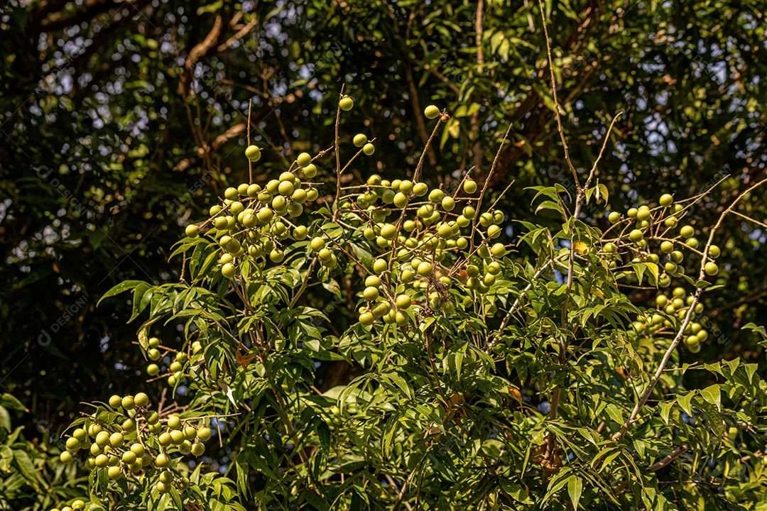 Wingleaf Soapberry Frutos da espécie Sapindus saponaria
