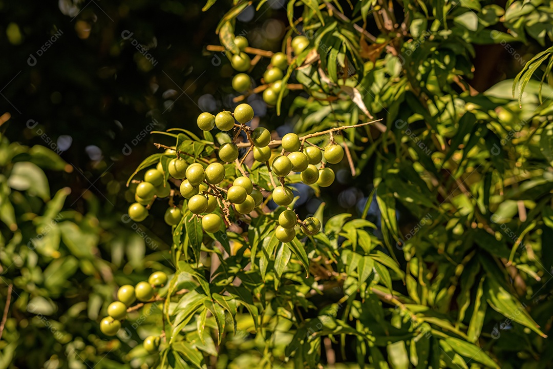 Wingleaf Soapberry Frutos da espécie Sapindus saponaria