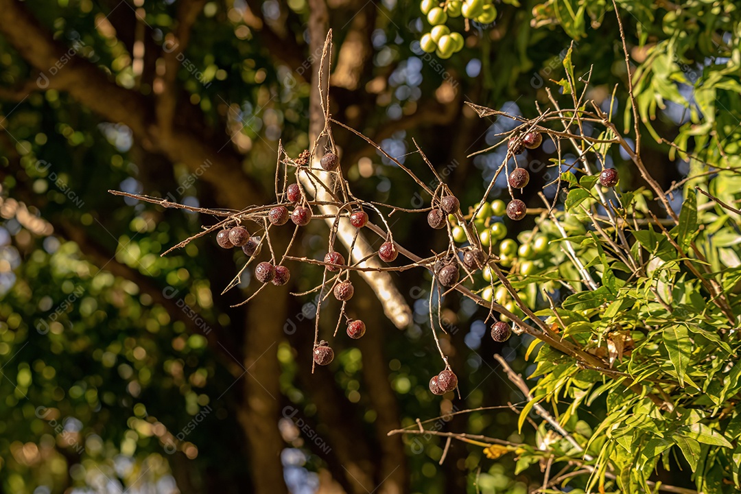 Wingleaf Soapberry Frutos da espécie Sapindus saponaria