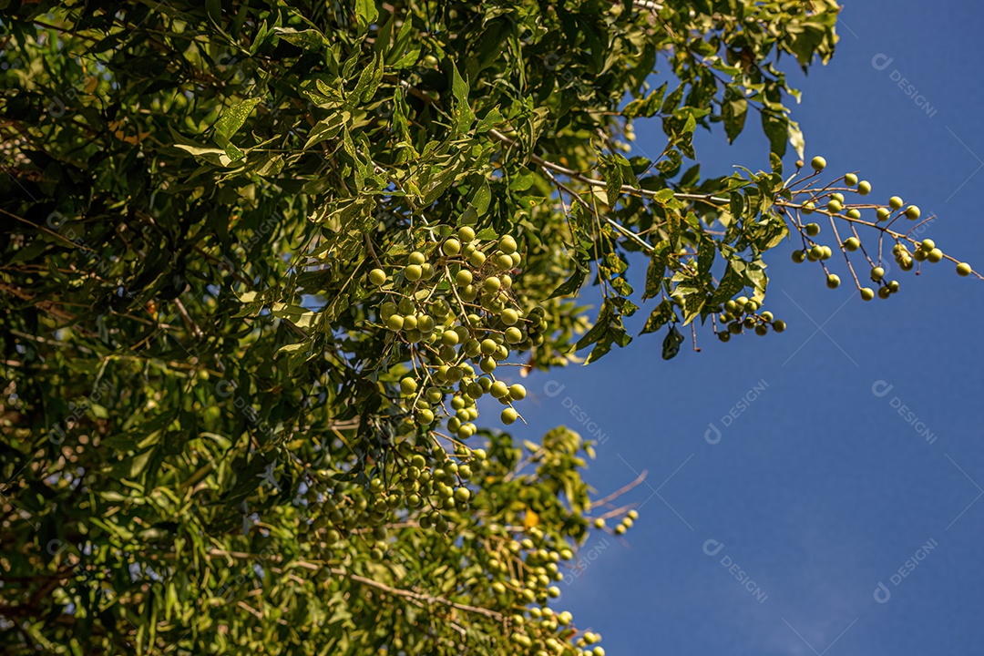 Wingleaf Soapberry Frutos da espécie Sapindus saponaria