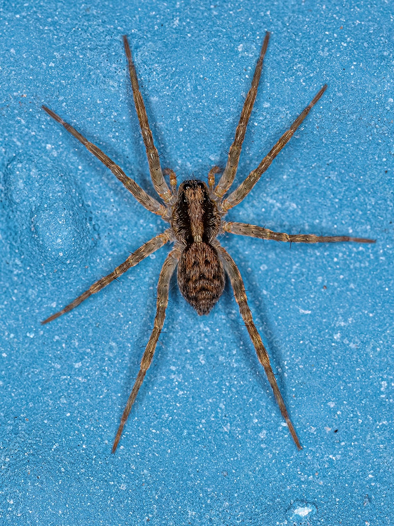 Pequena aranha-lobo da família Lycosidae