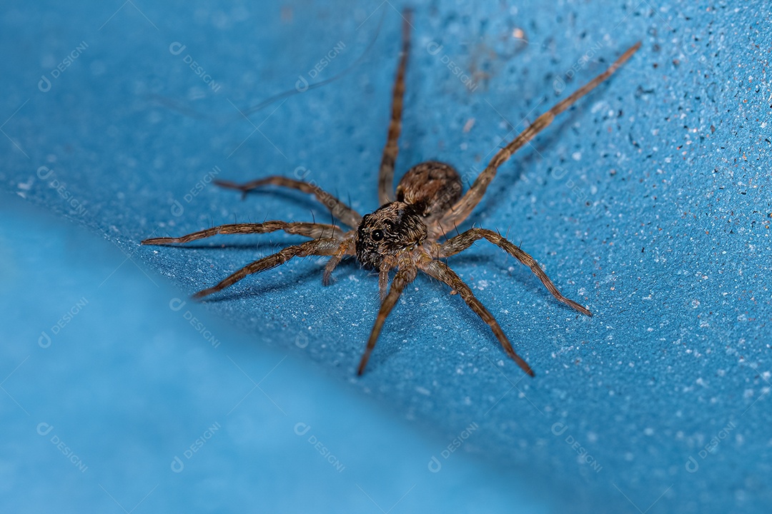 Pequena aranha-lobo da família Lycosidae