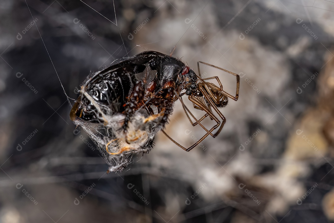Viúva marrom macho da espécie Latrodectus geometricus atacando um percevejo