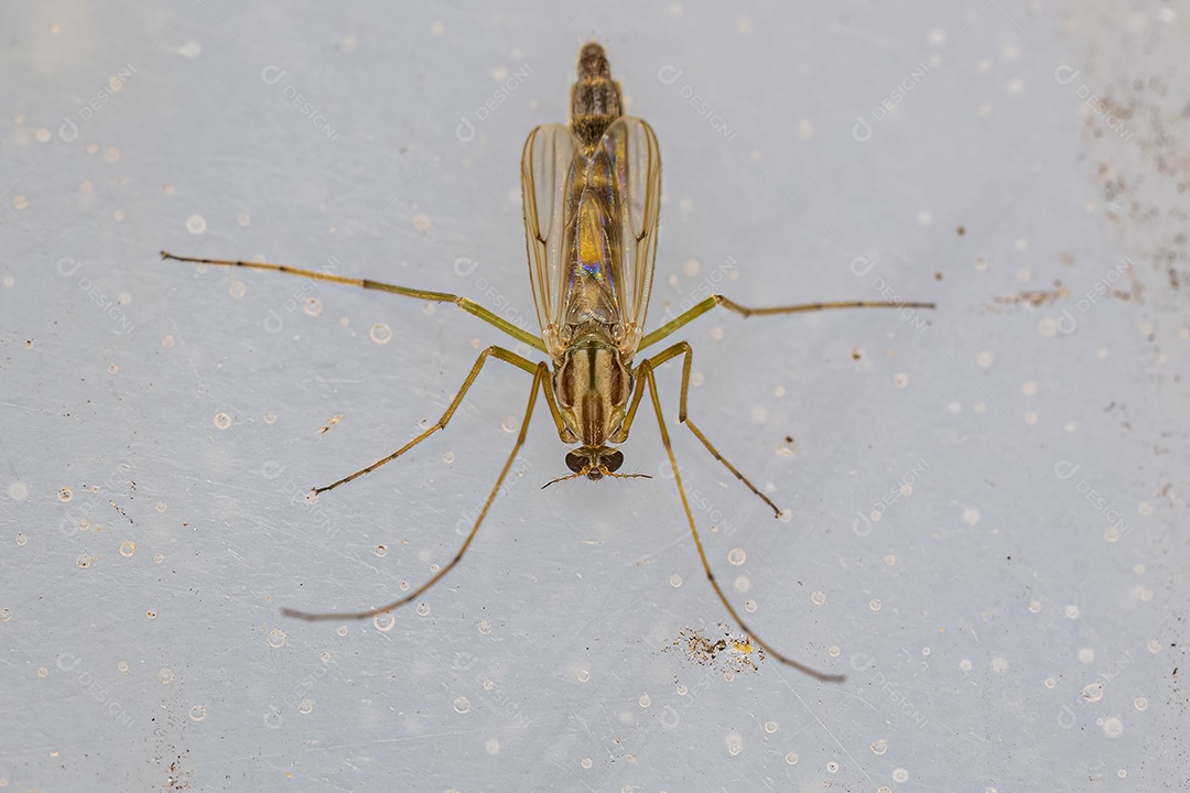 Midge não mordedor adulto da família Chironomidae