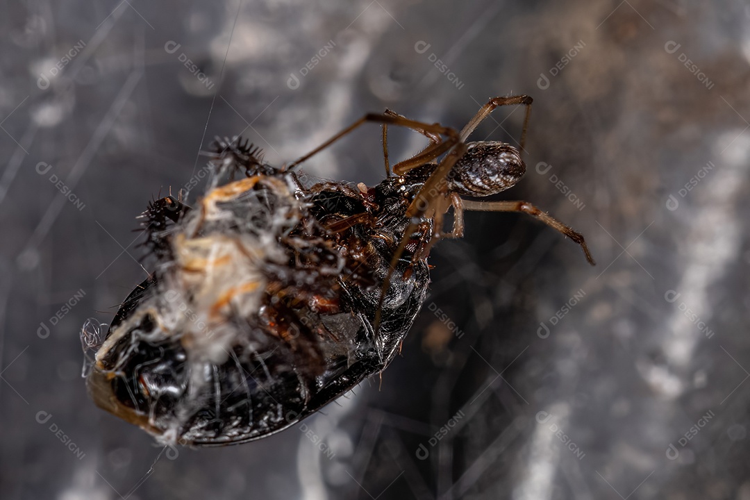 Viúva marrom macho da espécie Latrodectus geometricus atacando um percevejo