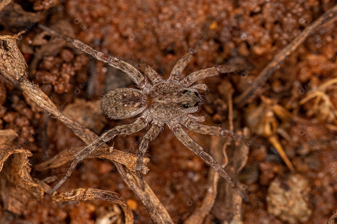 Pequena aranha-lobo da família Lycosidae