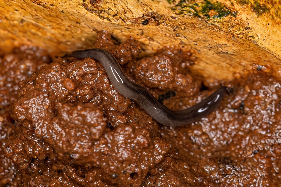 Adulto e larva de besouros articulados da espécie Lagria villosa