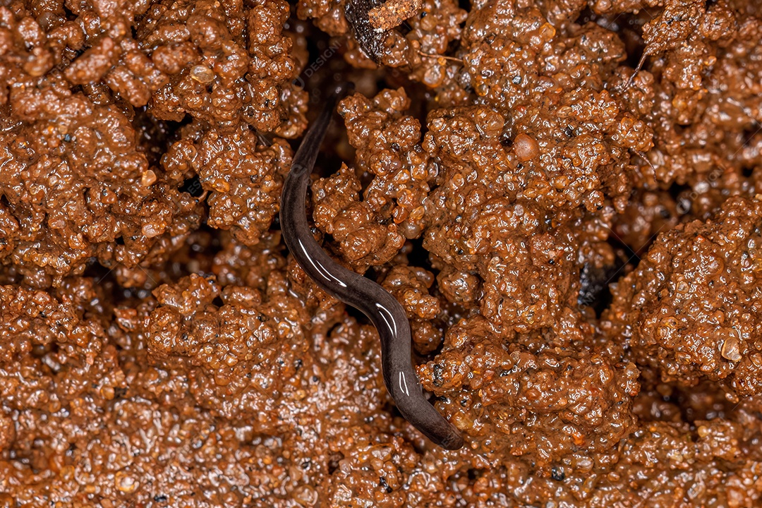 Adulto e larva de besouros articulados da espécie Lagria villosa