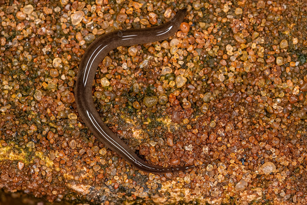 Adulto e larva de besouros articulados da espécie Lagria villosa