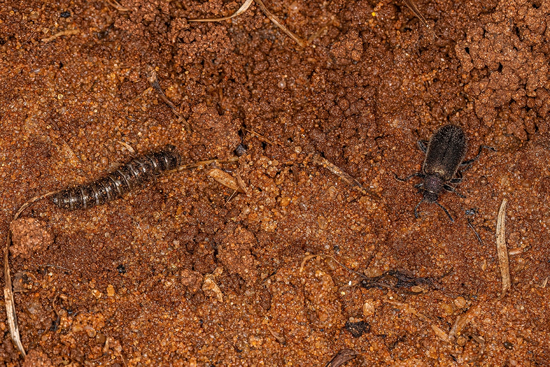 Adulto e larva de besouros articulados da espécie Lagria villosa