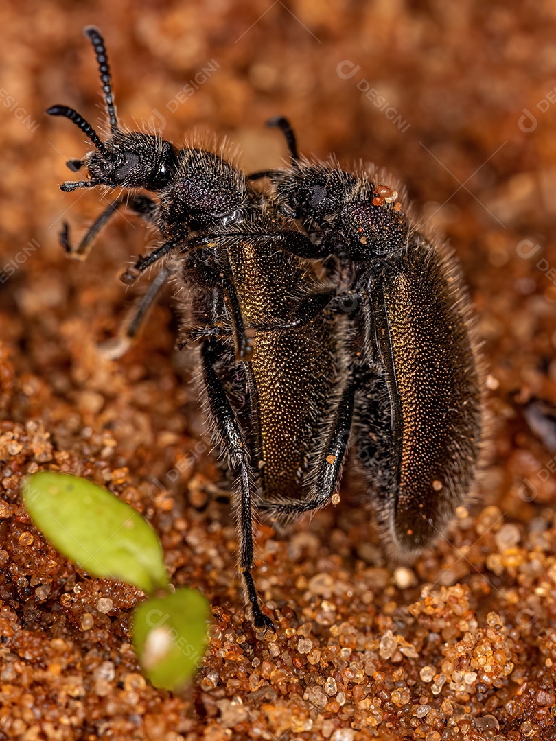 Besouros articulados adultos da espécie Lagria villosa acasalamento
