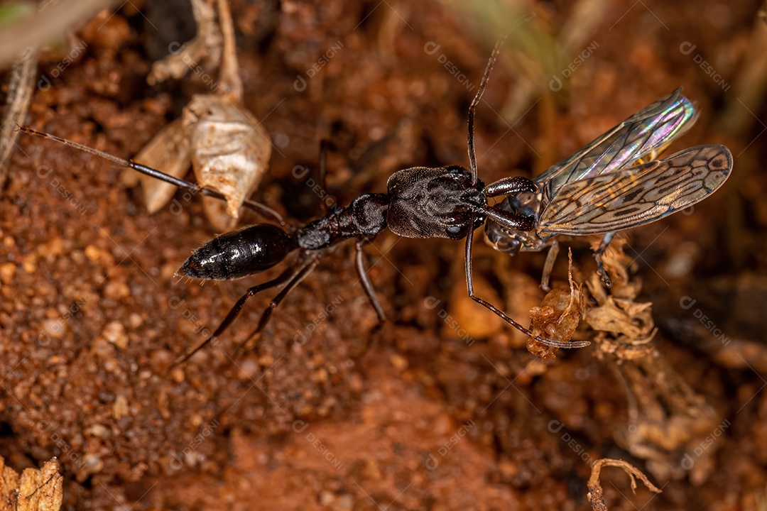 Formiga cigarrinha adulta do gênero Odontomachus carregando um adulto morto Cigarrinha típica da família Cicadellidae