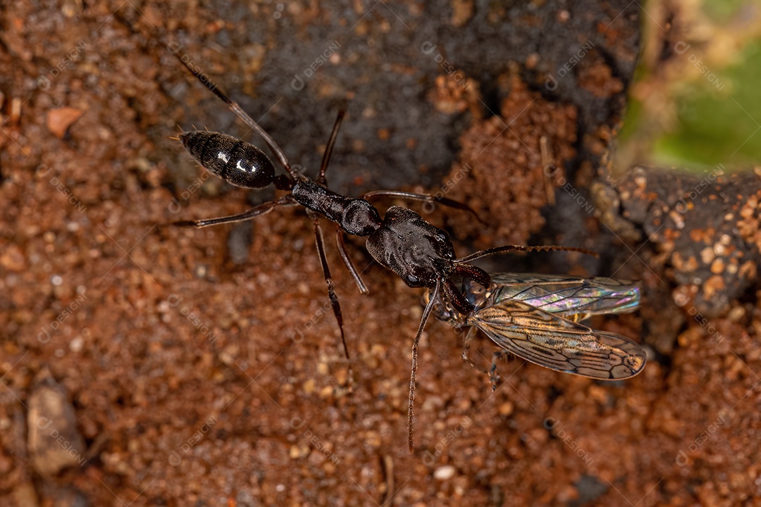 Formiga cigarrinha adulta do gênero Odontomachus carregando um adulto morto Cigarrinha típica da família Cicadellidae
