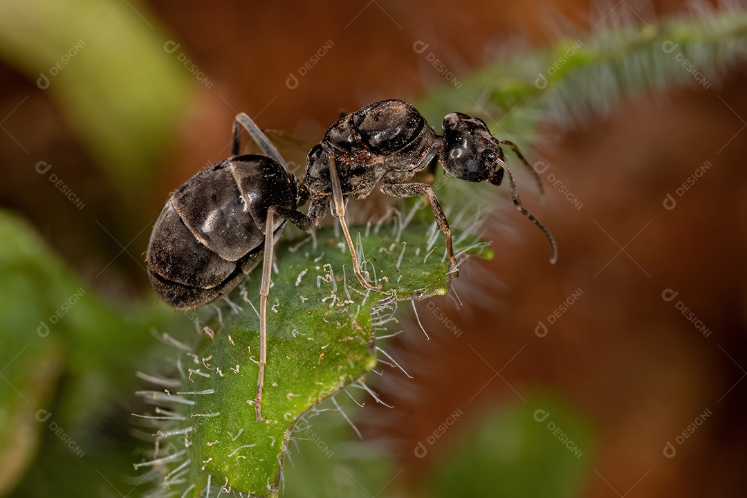Formiga Leptomyrmecine adulta Rainha do Gênero Leptomyrmecini