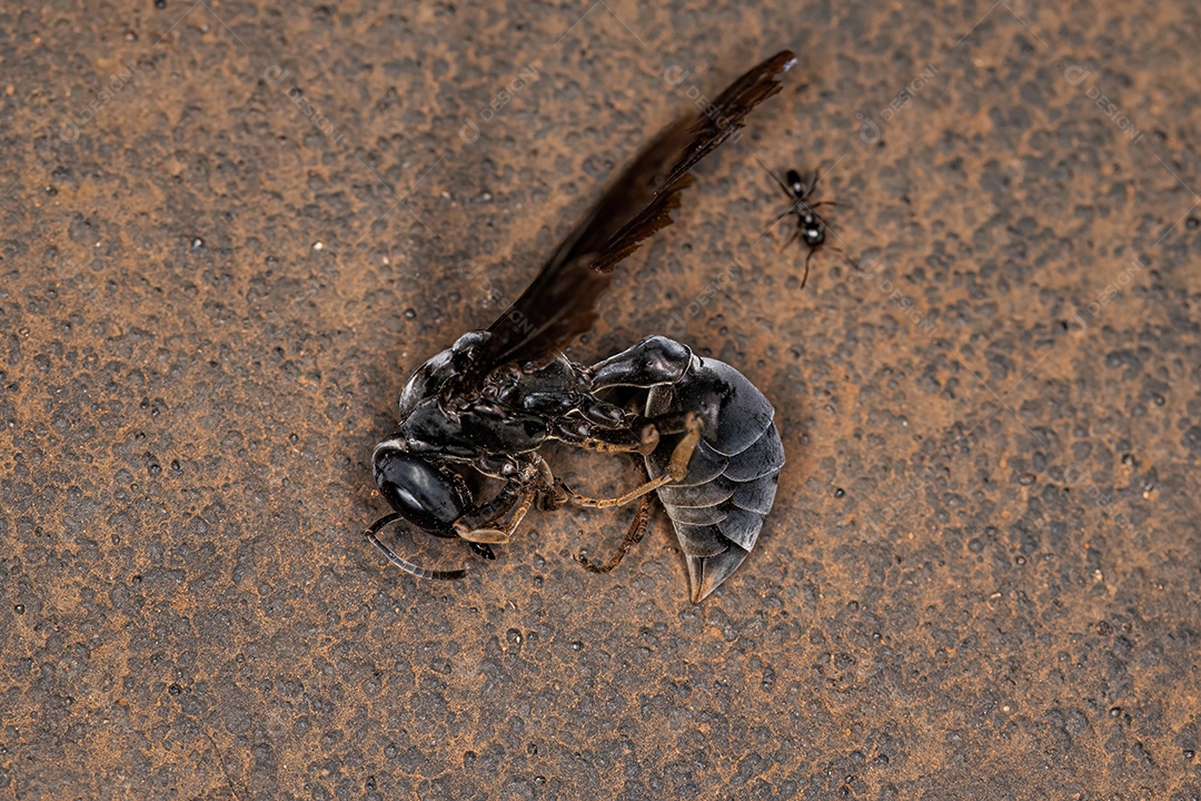 Vespa guerreira adulta morta do gênero Synoeca