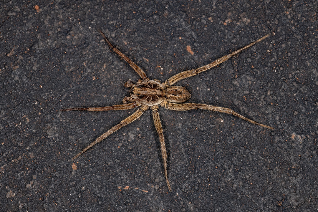 Pequena aranha-lobo da família Lycosidae