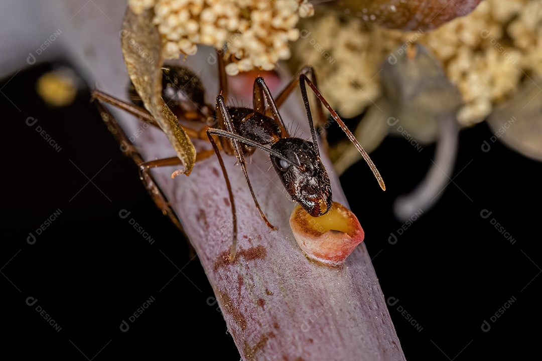 Formiga carpinteira fêmea adulta do gênero Camponotus comendo no nectário extrafloral de uma planta