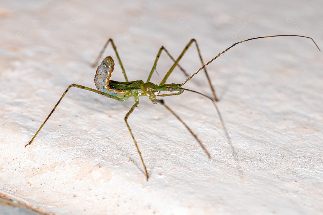 Assassin Bug Ninfa da Tribo Harpactorini