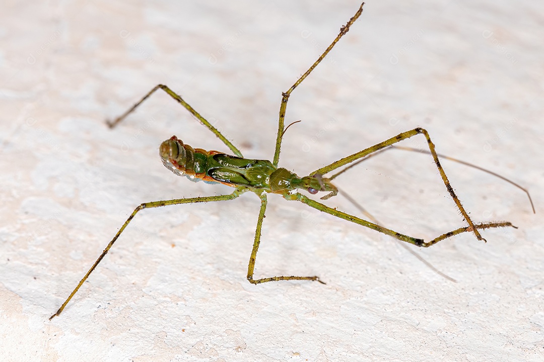 Assassin Bug Ninfa da Tribo Harpactorini