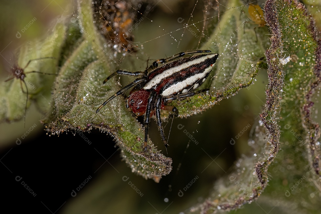 Aranha Orbweaver adulta típica da espécie Alpaida rubellula